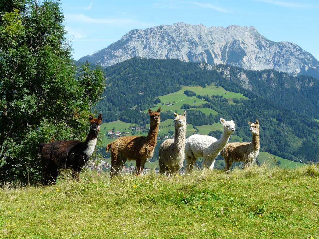 Klausnerhof Villa Aich  Bagian luar foto